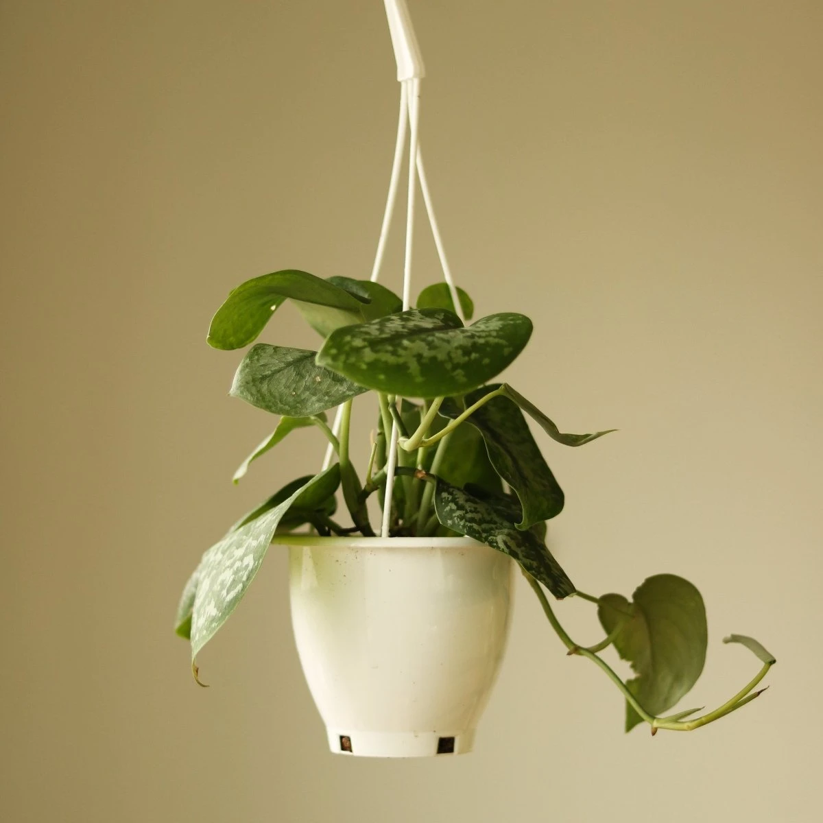 Scindapsus Pictus 'Silver Splash' Hanging Basket 4 Scindapsus Pictus 'Silver Splash' Hanging Basket - Image 2