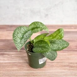 Scindapsus Pictus 'Silver Splash' -Ed's plant shop scindapsus pictus silver splash silver splash scindapsus various sizes 250105