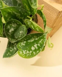 Scindapsus Pictus ‘Silvery Anne’ - Silver Pothos -Ed's plant shop scindapsus pictus silvery anne silver pothos 2183242