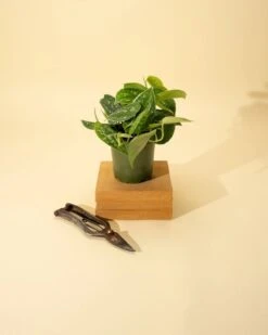 Scindapsus Pictus ‘Silvery Anne’ - Silver Pothos -Ed's plant shop scindapsus pictus silvery anne silver pothos 3689255