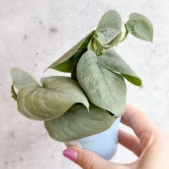 Scindapsus Sooo™ Silver -Ed's plant shop scindapsus pictus sooo silver 3 inch 210650