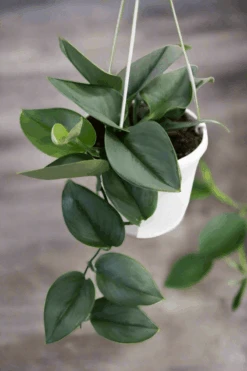 Scindapsus Treubii 'Moonlight' - Silver Scindapsus 24 Scindapsus Treubii 'Moonlight' - Silver Scindapsus -Ed's plant shop scindapsus treubii moonlight silver scindapsus 298147