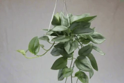 Scindapsus Treubii 'Moonlight' - Silver Scindapsus 27 Scindapsus Treubii 'Moonlight' - Silver Scindapsus -Ed's plant shop scindapsus treubii moonlight silver scindapsus 388247