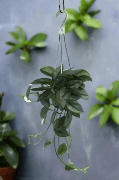 Scindapsus Treubii 'Moonlight' - Silver Scindapsus 25 Scindapsus Treubii 'Moonlight' - Silver Scindapsus -Ed's plant shop scindapsus treubii moonlight silver scindapsus 407252