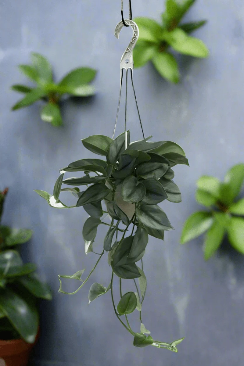 Scindapsus Treubii 'Moonlight' - Silver Scindapsus 13 Scindapsus Treubii 'Moonlight' - Silver Scindapsus - Image 11