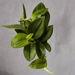 Scindapsus Treubii 'Moonlight' - Silver Scindapsus 26 Scindapsus Treubii 'Moonlight' - Silver Scindapsus -Ed's plant shop scindapsus treubii moonlight silver scindapsus 495593