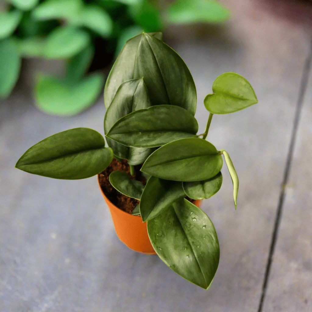 Scindapsus Treubii 'Moonlight' - Silver Scindapsus 5 Scindapsus Treubii 'Moonlight' - Silver Scindapsus - Image 3