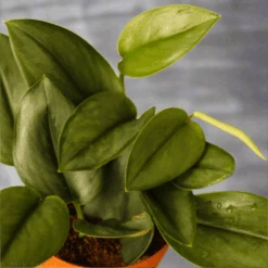 Scindapsus Treubii 'Moonlight' - Silver Scindapsus 18 Scindapsus Treubii 'Moonlight' - Silver Scindapsus -Ed's plant shop scindapsus treubii moonlight silver scindapsus 951239