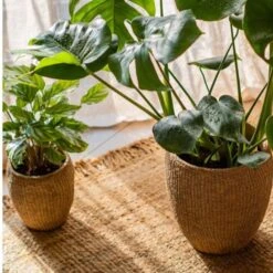 Seagrass Style Cement Planter -Ed's plant shop seagrass style cement planter 290743