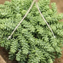 Sedum Morganianum - Burro’s Tail Cactus Hanging Basket