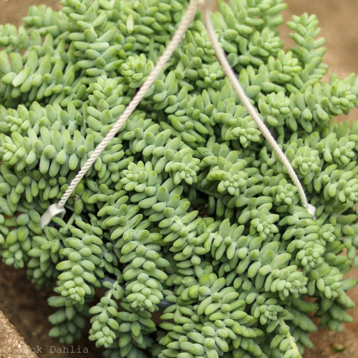 Sedum Morganianum - Burro’s Tail Cactus Hanging Basket 3 Sedum Morganianum - Burro’s Tail Cactus Hanging Basket