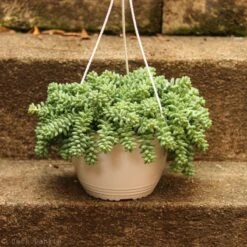 Sedum Morganianum - Burro’s Tail Cactus Hanging Basket 7 Sedum Morganianum - Burro’s Tail Cactus Hanging Basket -Ed's plant shop sedum morganianum burros tail cactus hanging basket 710976