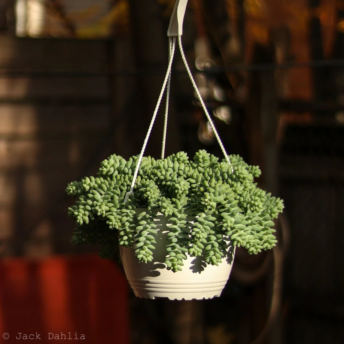 Sedum Morganianum - Burro’s Tail Cactus Hanging Basket 4 Sedum Morganianum - Burro’s Tail Cactus Hanging Basket - Image 2