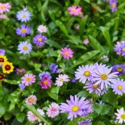 Seed Confetti Popper – Eco-Friendly Party Favors That Grow Wildflowers! -Ed's plant shop seed confetti popper eco friendly party favors that grow wildflowers 8494763