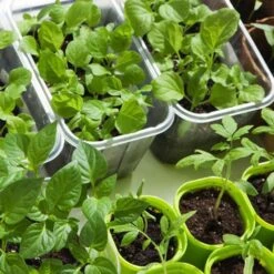 Seeds & Starts 3-Tier Walden White LED Grow Tent Kit -Ed's plant shop seeds starts 3 tier walden white led grow tent kit 989722