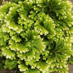 Selaginella Kraussiana 'Frosty Fern' -Ed's plant shop selaginella kraussiana frosty fern 303326