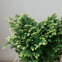 Selaginella Kraussiana 'Frosty Fern' -Ed's plant shop selaginella kraussiana frosty fern various sizes 304513