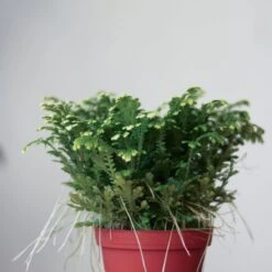 Selaginella Kraussiana 'Frosty Fern' -Ed's plant shop selaginella kraussiana frosty fern various sizes 933271