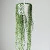Senecio Rowleyanus 'String Of Pearls' - Hanging Basket -Ed's plant shop senecio rowleyanus string of pearls hanging basket 690287