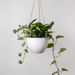8 Inch Signature Stone Hanging Planter Pot 12 8 Inch Signature Stone Hanging Planter Pot -Ed's plant shop signature stone hanging planter pot 8 inch 577363