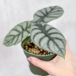 Silver Dragon Alocasia - Alocasia 'Silver Dragon' - 4.5 Inch -Ed's plant shop silver dragon alocasia alocasia silver dragon 45 inch 104184