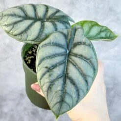 Silver Dragon Alocasia - Alocasia 'Silver Dragon' - 4.5 Inch -Ed's plant shop silver dragon alocasia alocasia silver dragon 45 inch 297379