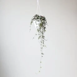 Silver Glory String Of Hearts - Ceropegia Linearis Woodii -Ed's plant shop silver glory string of hearts ceropegia linearis woodii 455140