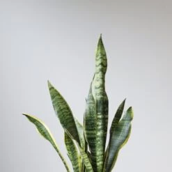 Snake Plant - Sansevieria Trifasciata ‘Laurentii’ Floor Plant -Ed's plant shop snake plant sansevieria trifasciata laurentii floor plant 10 inch 652345