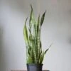 Snake Plant - Sansevieria Trifasciata ‘Laurentii’ Floor Plant 2 Snake Plant - Sansevieria Trifasciata ‘Laurentii’ Floor Plant -Ed's plant shop snake plant sansevieria trifasciata laurentii floor plant 10 inch 843666
