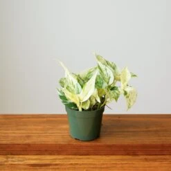 Epipremnum Aureum - ‘Snow Queen’ Pothos -Ed's plant shop snow queen pothos