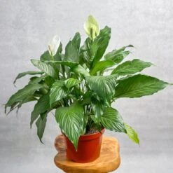 Spathiphyllum 'Peace Lilly' Floor Plant