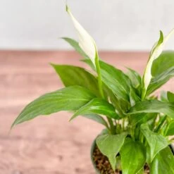 Spathiphyllum 'Peace Lily' 10 Spathiphyllum 'Peace Lily' -Ed's plant shop spathiphyllum peace lily various sizes 230478