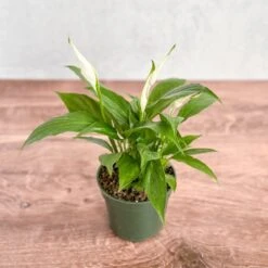 Spathiphyllum 'Peace Lily'