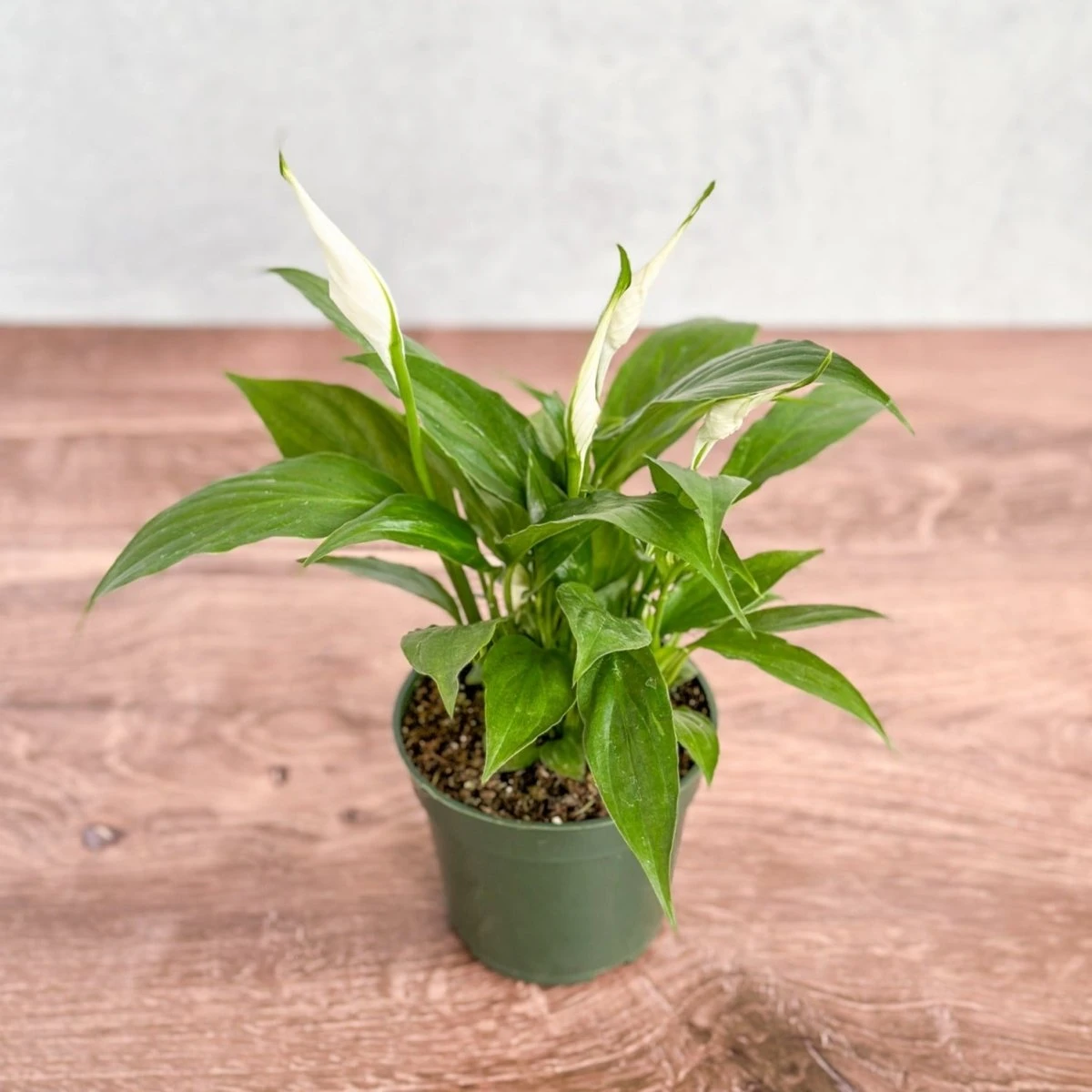 Spathiphyllum 'Peace Lily' 3 Spathiphyllum 'Peace Lily'