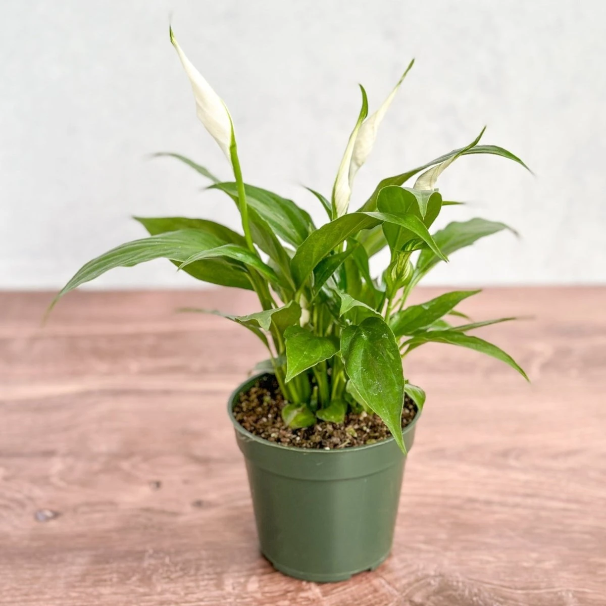 Spathiphyllum 'Peace Lily' 4 Spathiphyllum 'Peace Lily' - Image 2