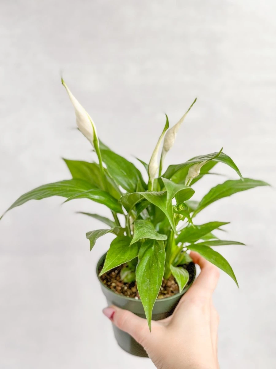 Spathiphyllum 'Peace Lily' 7 Spathiphyllum 'Peace Lily' - Image 5