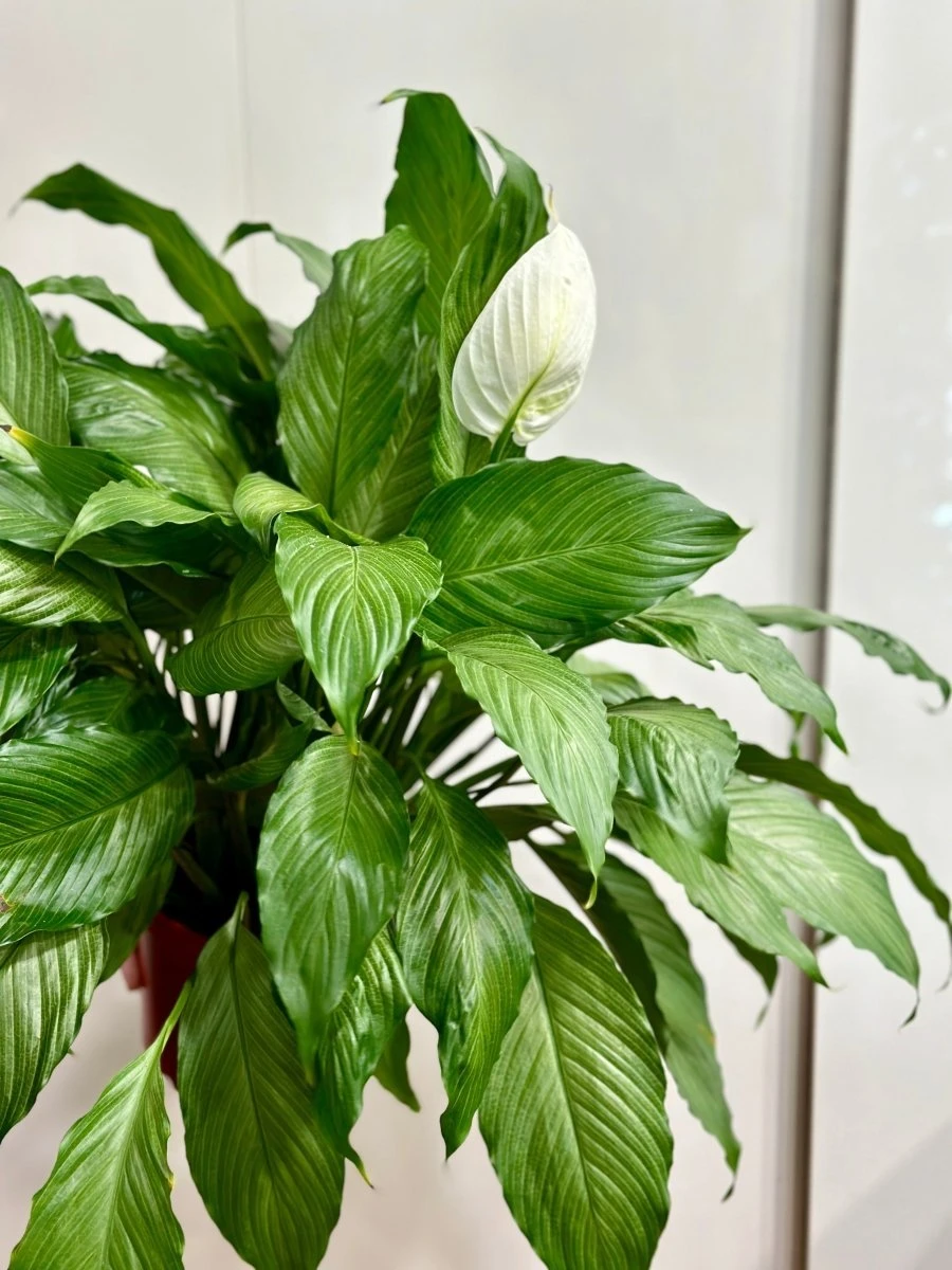 Spathiphyllum 'Platinum Mist' - Dappled Leaf Peace Lily 4 Spathiphyllum 'Platinum Mist' - Dappled Leaf Peace Lily - Image 2