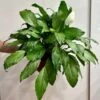 Spathiphyllum 'Platinum Mist' - Dappled Leaf Peace Lily -Ed's plant shop spathiphyllum platinum mist dappled leaf peace lily 188634