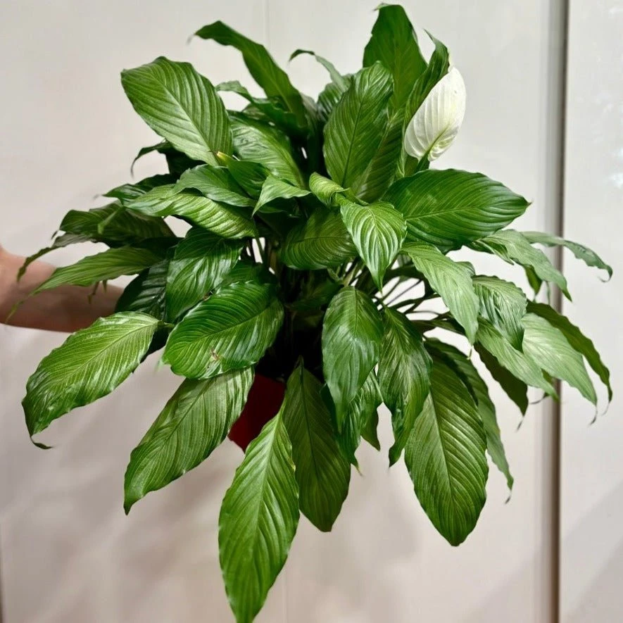 Spathiphyllum 'Platinum Mist' - Dappled Leaf Peace Lily 3 Spathiphyllum 'Platinum Mist' - Dappled Leaf Peace Lily