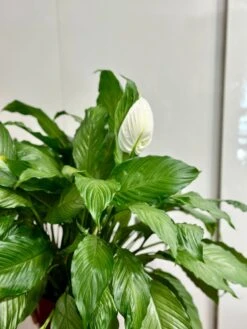 Spathiphyllum 'Platinum Mist' - Dappled Leaf Peace Lily 7 Spathiphyllum 'Platinum Mist' - Dappled Leaf Peace Lily -Ed's plant shop spathiphyllum platinum mist dappled leaf peace lily 425716