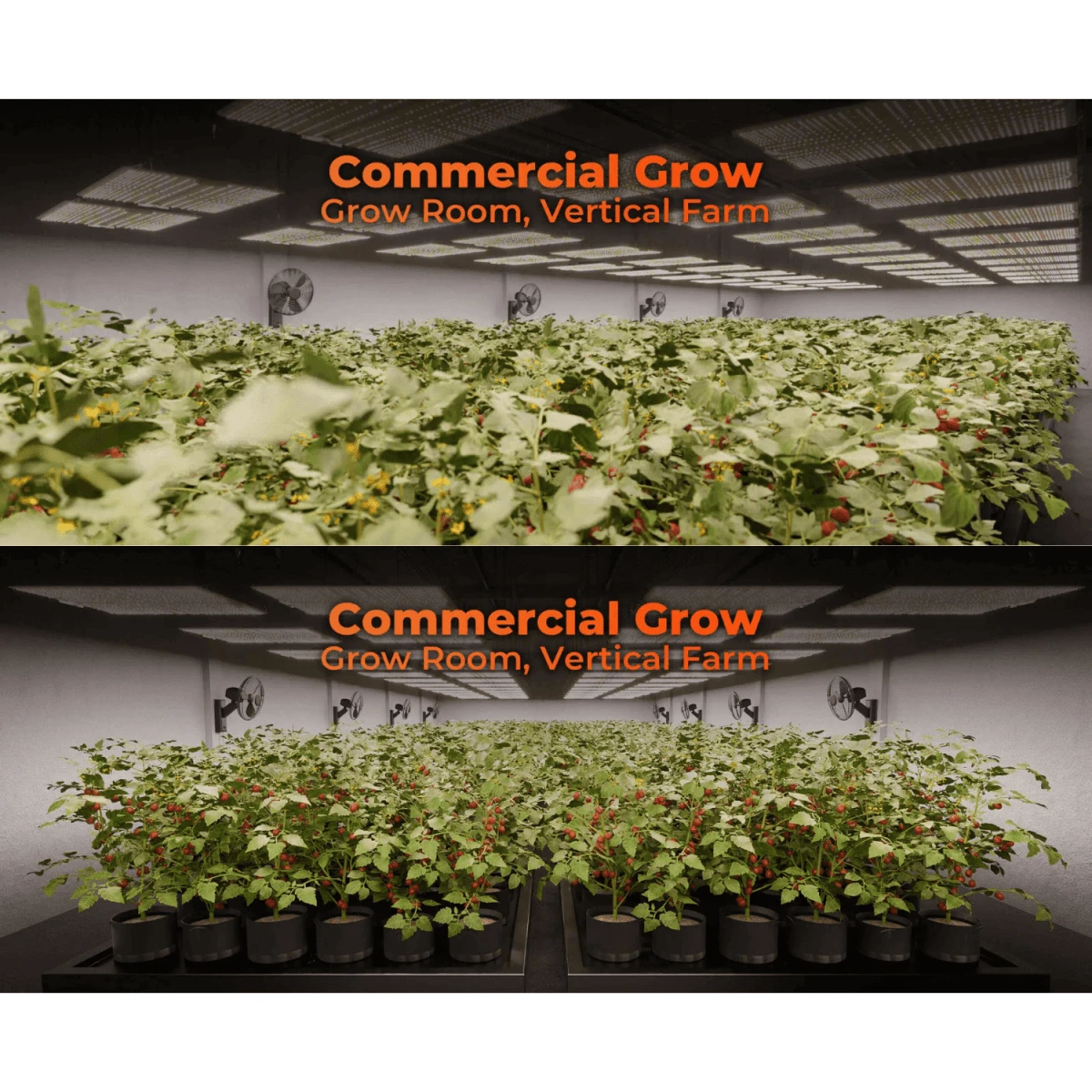 Spider Farmer SF4000 450W Dimmable Full Spectrum LED Grow Light 14 Spider Farmer SF4000 450W Dimmable Full Spectrum LED Grow Light - Image 12