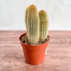 Cactaceae Spiky Tail Cactus