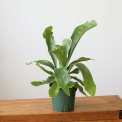 Staghorn Fern - Platycerium Bifurcatum -Ed's plant shop staghorn fern platycerium bifurcatum 500929