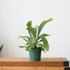 Staghorn Fern - Platycerium Bifurcatum -Ed's plant shop staghorn fern platycerium bifurcatum 664402