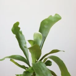 Staghorn Fern - Platycerium Bifurcatum -Ed's plant shop staghorn fern platycerium bifurcatum 833258