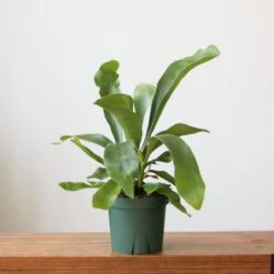 Staghorn Fern - Platycerium Bifurcatum -Ed's plant shop staghorn fern platycerium bifurcatum 918341