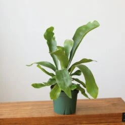 Staghorn Fern - Platycerium Bifurcatum Hanging Basket