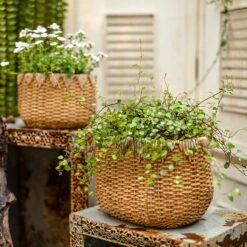 Straw Basket Cement Planter - Various Sizes -Ed's plant shop straw basket cement planter various sizes 315949