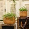 Straw Basket Cement Planter - Various Sizes -Ed's plant shop straw basket cement planter various sizes 901871