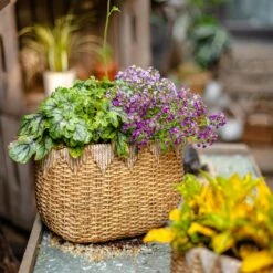 Straw Basket Cement Planter - Various Sizes -Ed's plant shop straw basket cement planter various sizes 915904